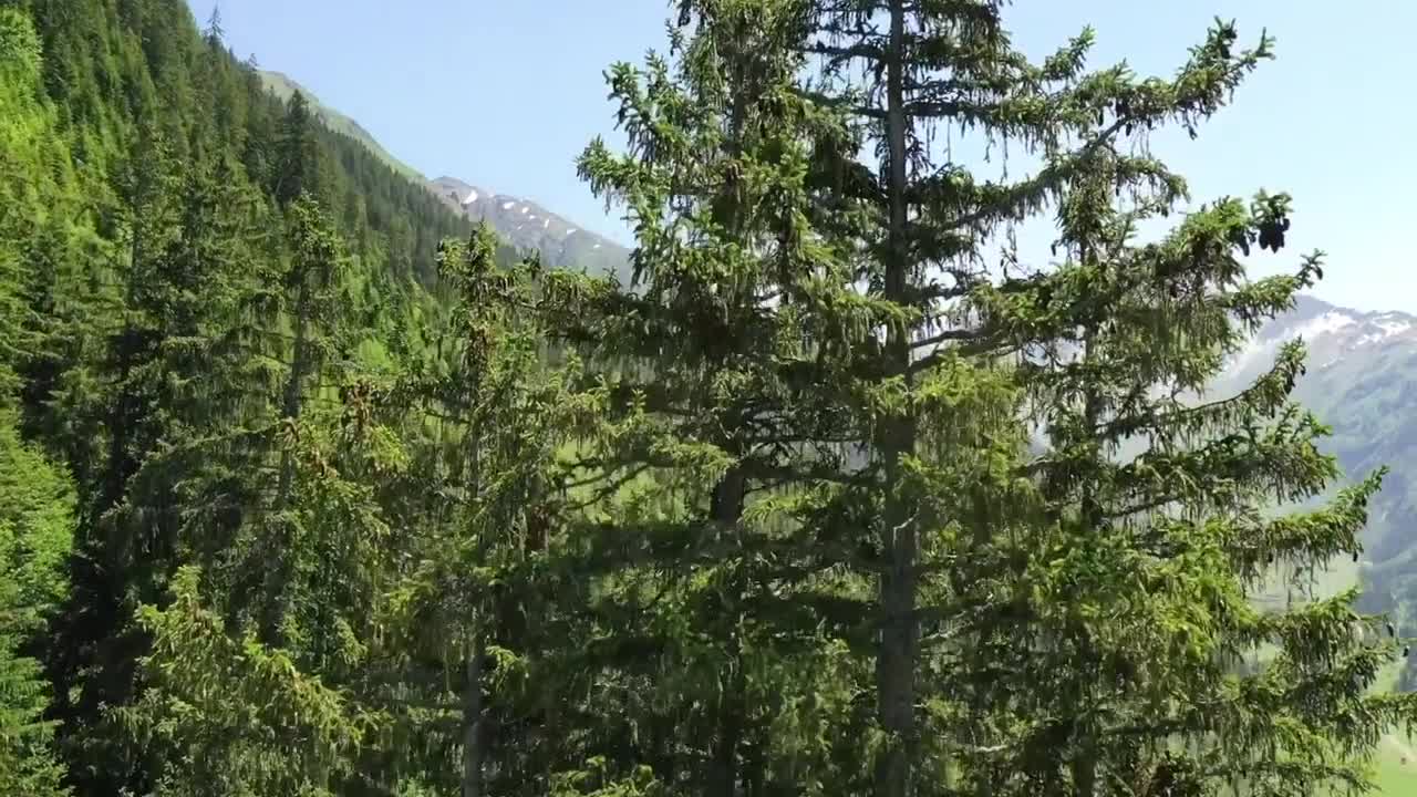 Extrait vidéo du film  La Puissance de l’arbre