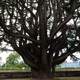photo du film La Puissance de l’arbre