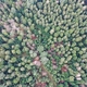photo du film La Puissance de l’arbre