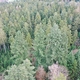 photo du film La Puissance de l’arbre