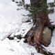 photo du film La Puissance de l’arbre
