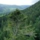 photo du film La Puissance de l’arbre