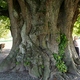 photo du film La Puissance de l’arbre