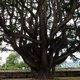 photo du film La Puissance de l’arbre