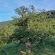 photo du film La Puissance de l’arbre