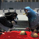 photo du film Vaillant pigeon de combat !