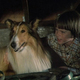 photo du film La Grande randonnée de Lassie