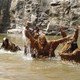 photo du film La Fureur sauvage
