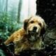 photo du film Benji la malice