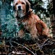 photo du film Benji la malice