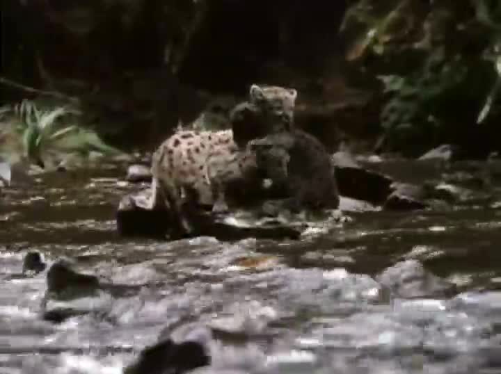 Extrait vidéo du film  Benji la malice