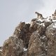 photo du film La Panthère des neiges