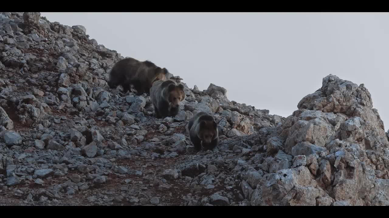 Extrait vidéo du film  La Panthère des neiges