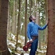 photo du film La Symphonie des arbres