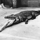 photo du film Helmut Newton : l'effronté