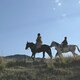 photo du film Les Voleurs de chevaux