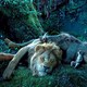 photo du film Le Roi Lion