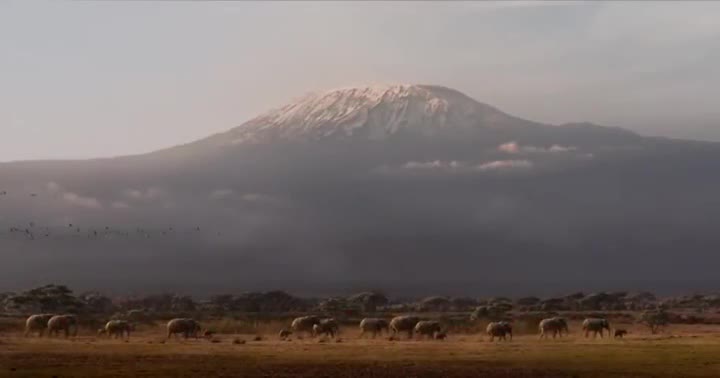 Un extrait du film  Le Roi Lion