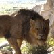 photo du film Le Roi Lion
