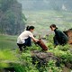 photo du film Les Filles du botaniste