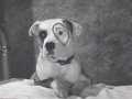 Pete the Dog