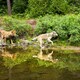 photo du film Le Loup et le lion