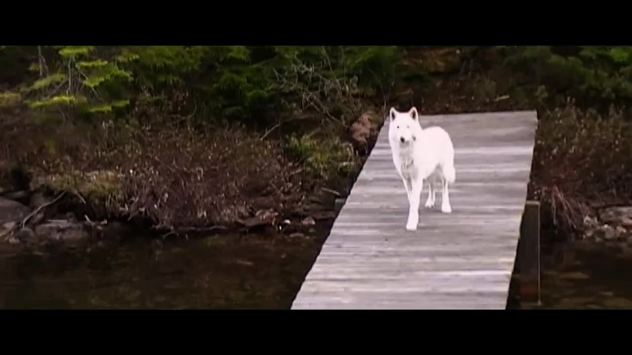 Extrait vidéo du film  Le Loup et le lion