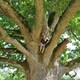 photo du film Arbres et forêts remarquables (2), un univers à explorer