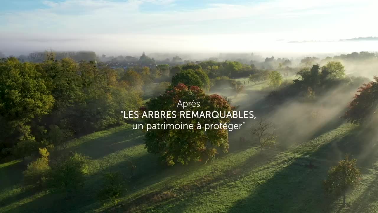 Extrait vidéo du film  Arbres et forêts remarquables (2), un univers à explorer
