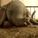 photo du film Dumbo