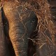 photo du film Dumbo