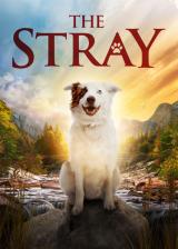 voir la fiche complète du film : The Stray