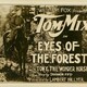 photo du film Eyes of the Forest
