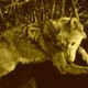 photo du film Wolf Blood