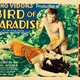 photo du film L'Oiseau de paradis