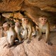 photo du film Au royaume des singes