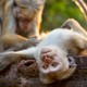 photo du film Au royaume des singes