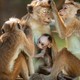 photo du film Au royaume des singes