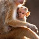 photo du film Au royaume des singes