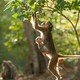 photo du film Au royaume des singes