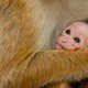 photo du film Au royaume des singes