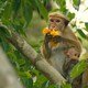 photo du film Au royaume des singes