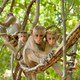 photo du film Au royaume des singes