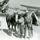 photo du film Blanco, seigneur des prairies