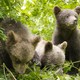 photo du film Les Saisons