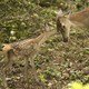 photo du film Les Saisons