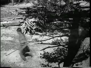 Extrait vidéo du film  Les vautours de la jungle
