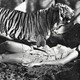 photo du film Toura, déesse de la jungle