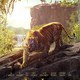 photo du film Le Livre de la jungle