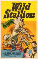 Wild Stallion